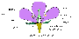 media_06:fleur.gif