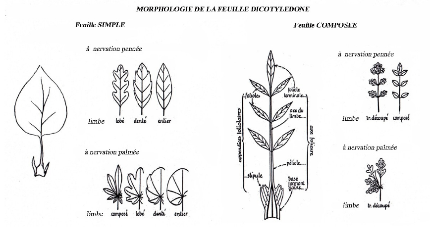 morphologie_feuilles_limbes_et_nervures_.png