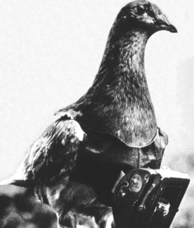 fig:Pigeon-camera.jpg