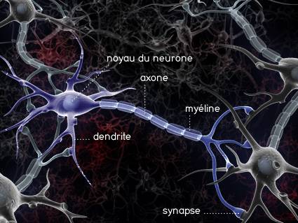 photo-de-neurone.jpg